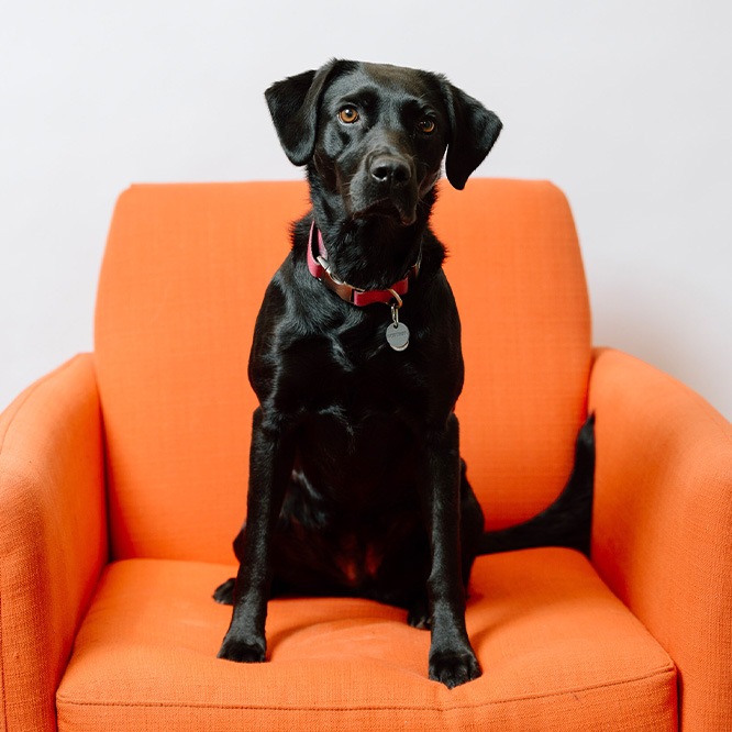 Willa-Chief Morale Officer